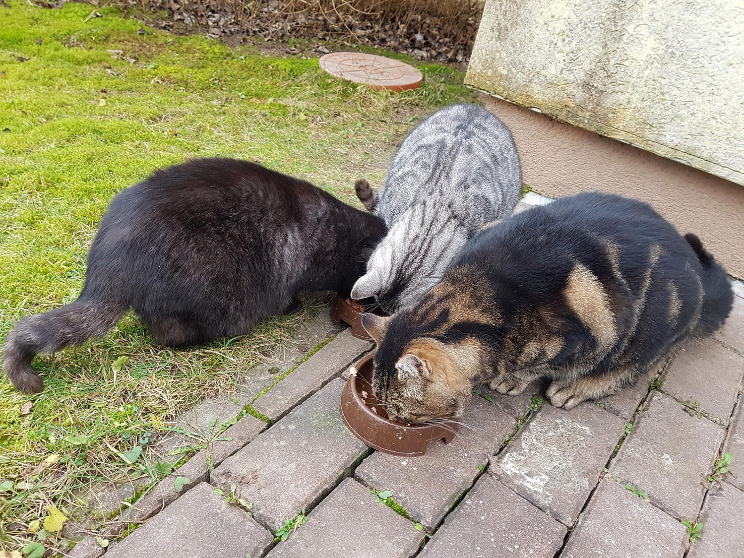 Beglobių populiaciją didina ir nežinojimas /