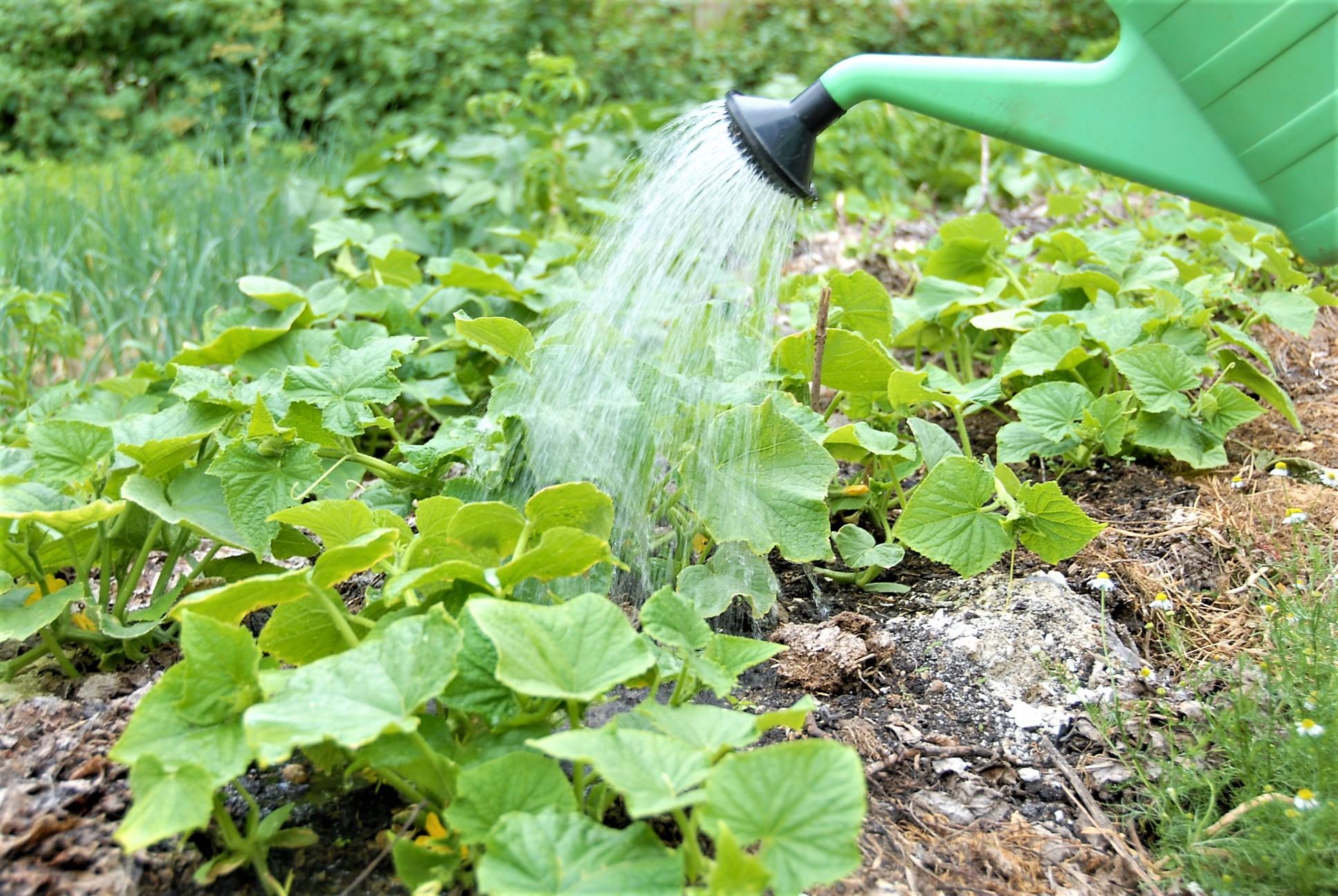 Darbai darže – anksčiau nei senovėje? /