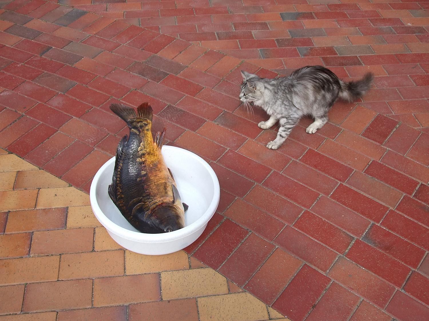 Daugiau teršalų patenka su pašarais / Karpiai Lietuvoje sugaunami ne tik laisvėje