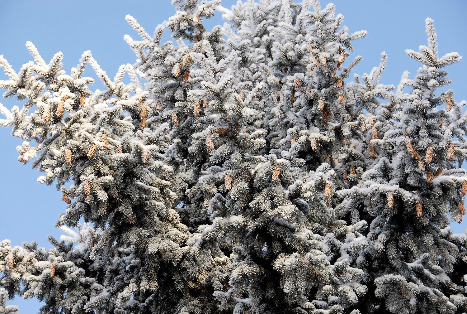 Daugiausia miškų – eglynai / Nuotr. Eglynai mūsų rajone yra didžiausi Šešuolių ir Želvos girininkijose. Gedimino Nemunaičio nuotr.