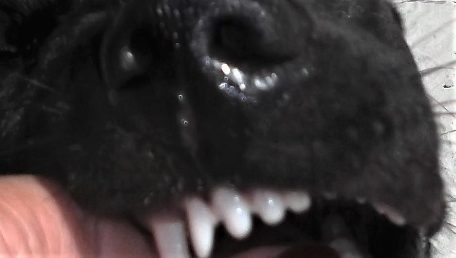 Dėl kaimynės šuns bijo išeiti net į lauką /