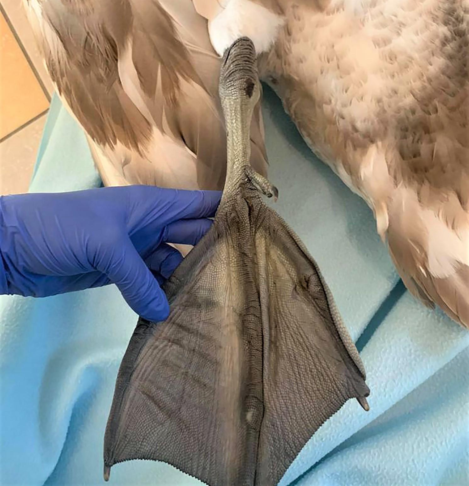 Deltuvoje – gulbiuko žūties detektyvas /