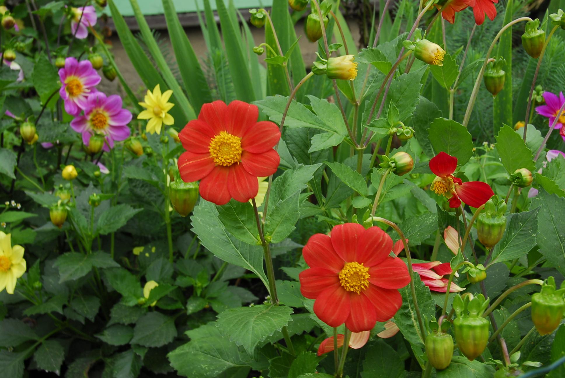 Deltuvoje – Žolinės renginiai /