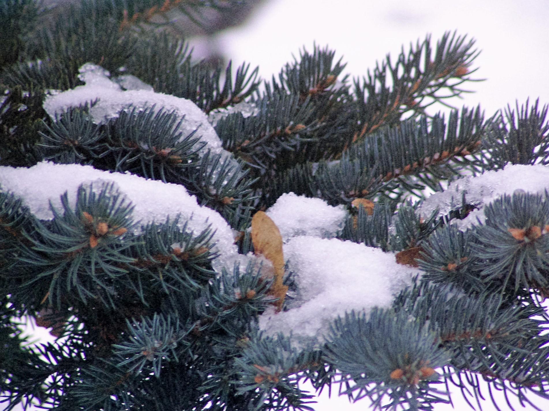 Eglišakių augalams dengti nedalins /