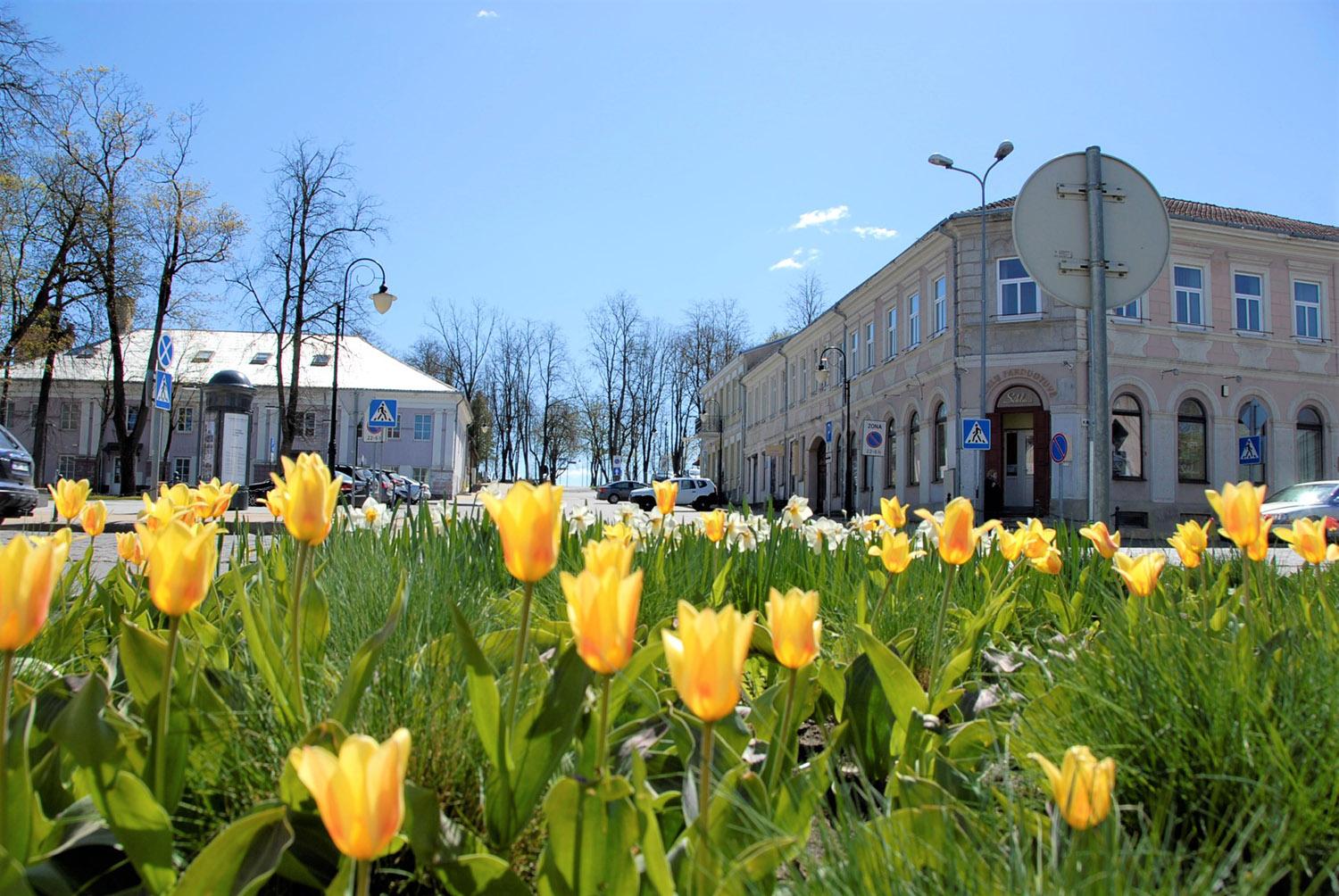 Gėlių sodinimo darbus planuoja atidėti vasarai / Pavasariniai miesto žiedai.  Gedimino Nemunaičio nuotr.