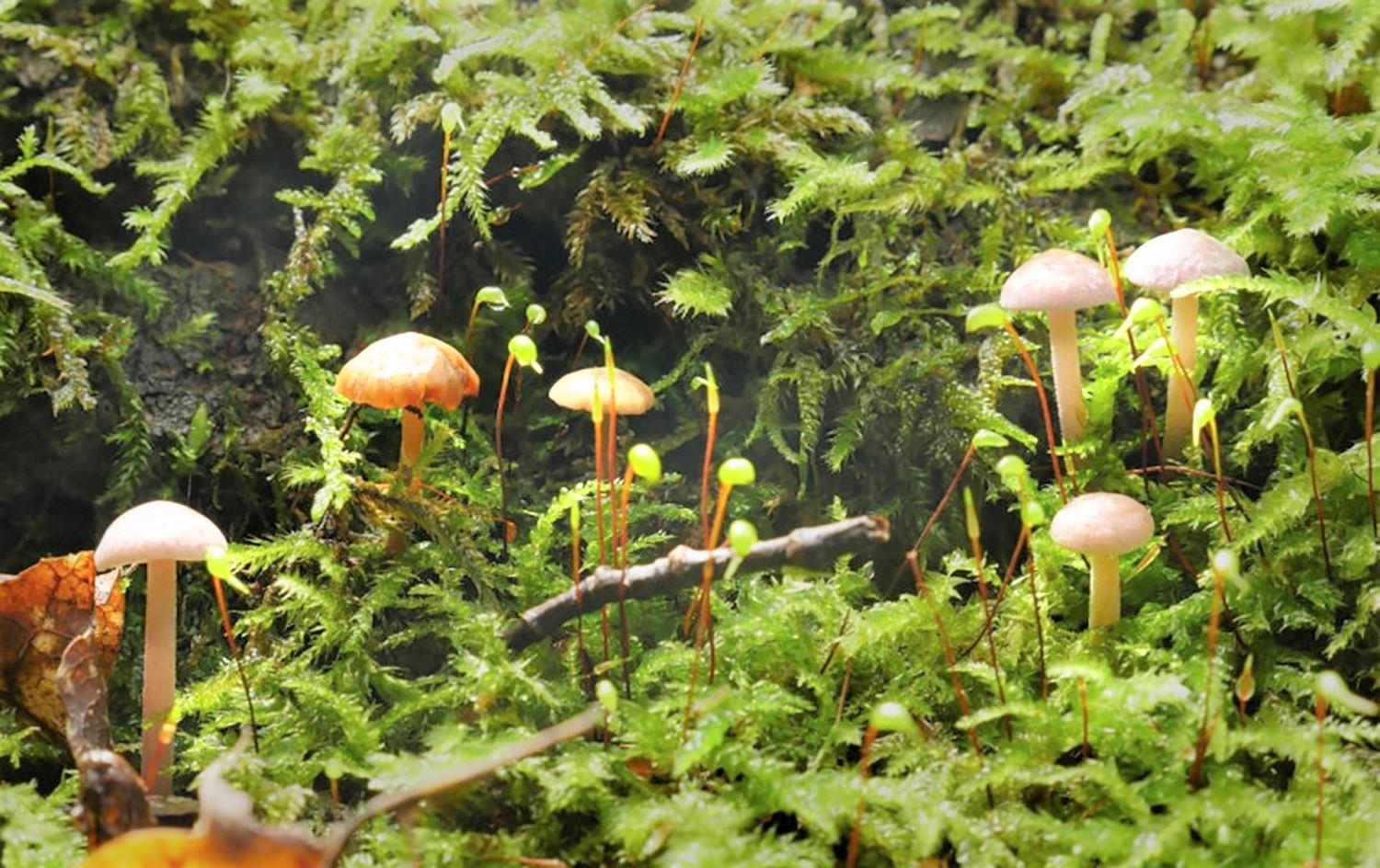 Grybų miškai šykštėjo