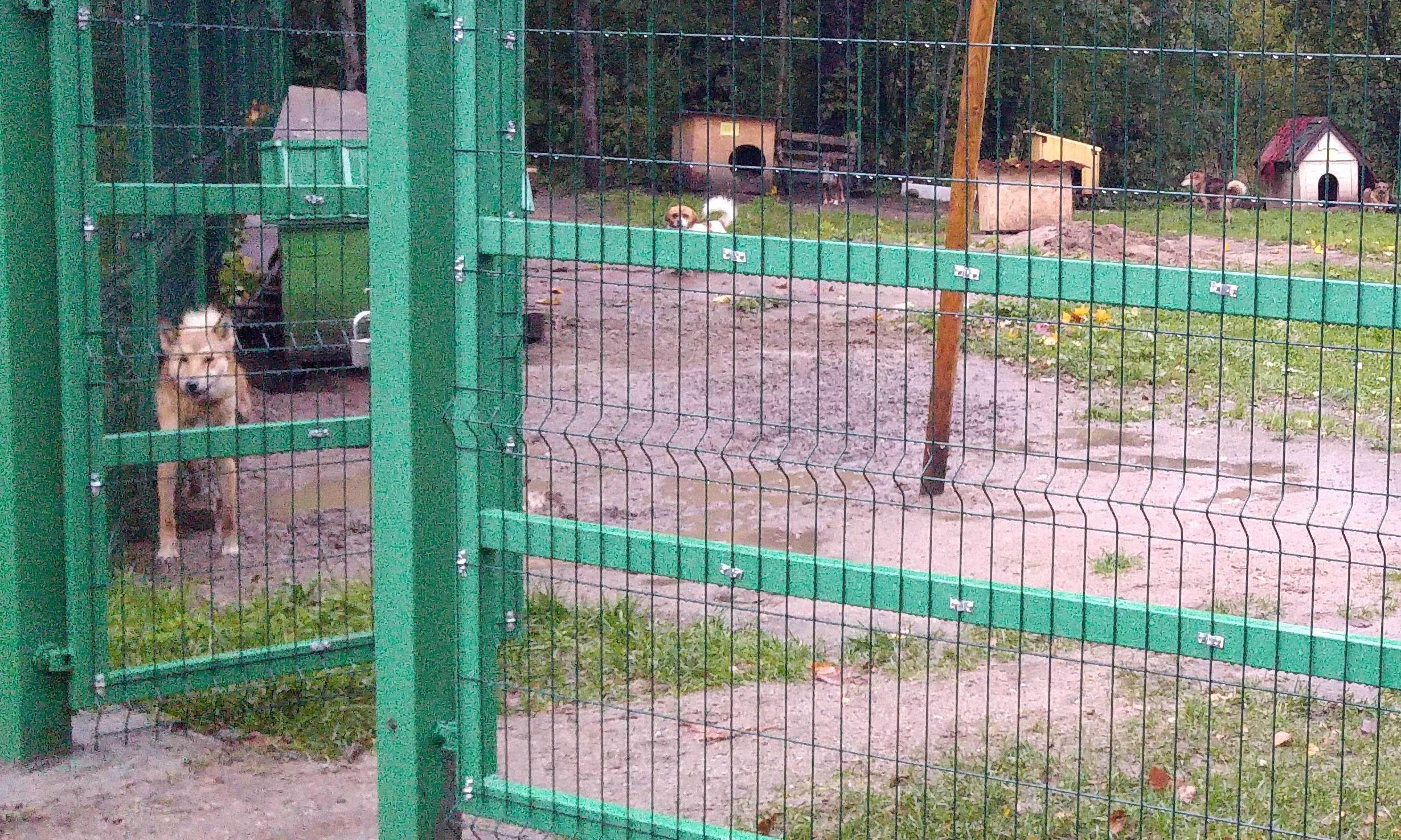 Gyrė „Klajūno“ veiklą /