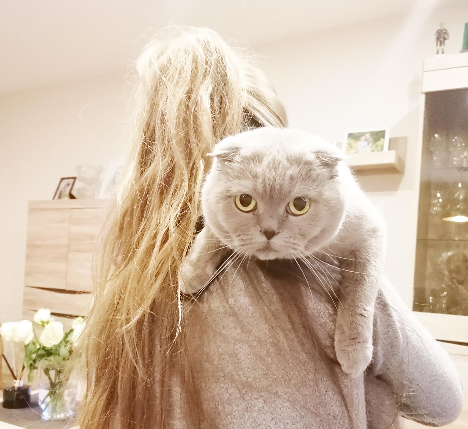 Gyventojai suskubo ženklinti augintinius / Kol kas paženklinta ir užregistruota tik apie ketvirtadalis augintinių.