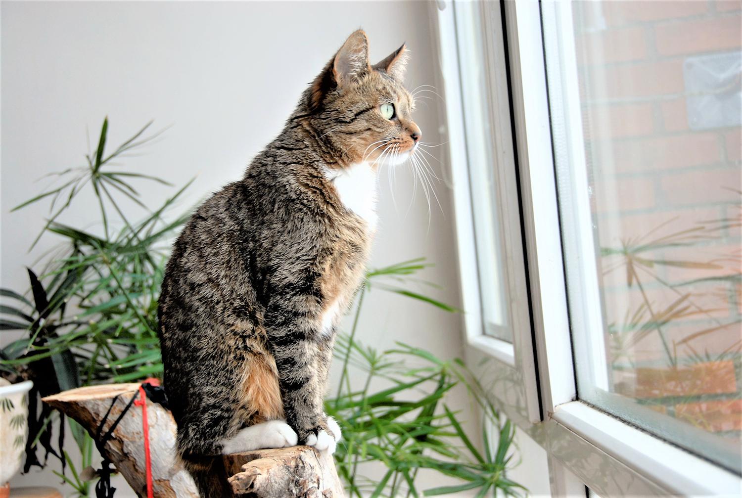 Gyvūnas nėra tinkama Kalėdų dovana / Nė vieno gyvūno negalima ilgesniam laikui palikti vieno.