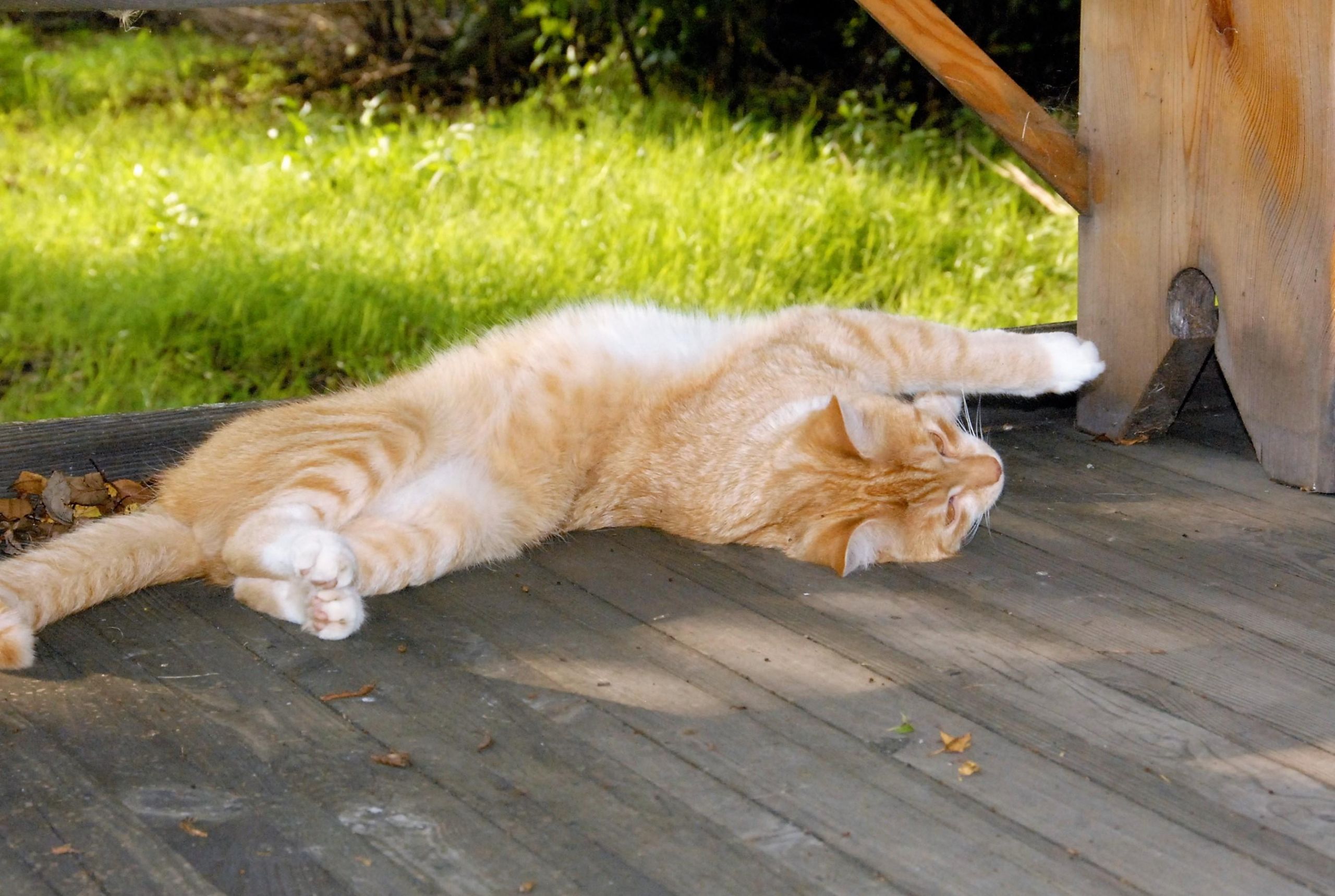 Gyvūnų ženklinimo terminas baigėsi: kas laukia