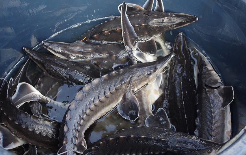 Į Šventąją išleido eršketų /