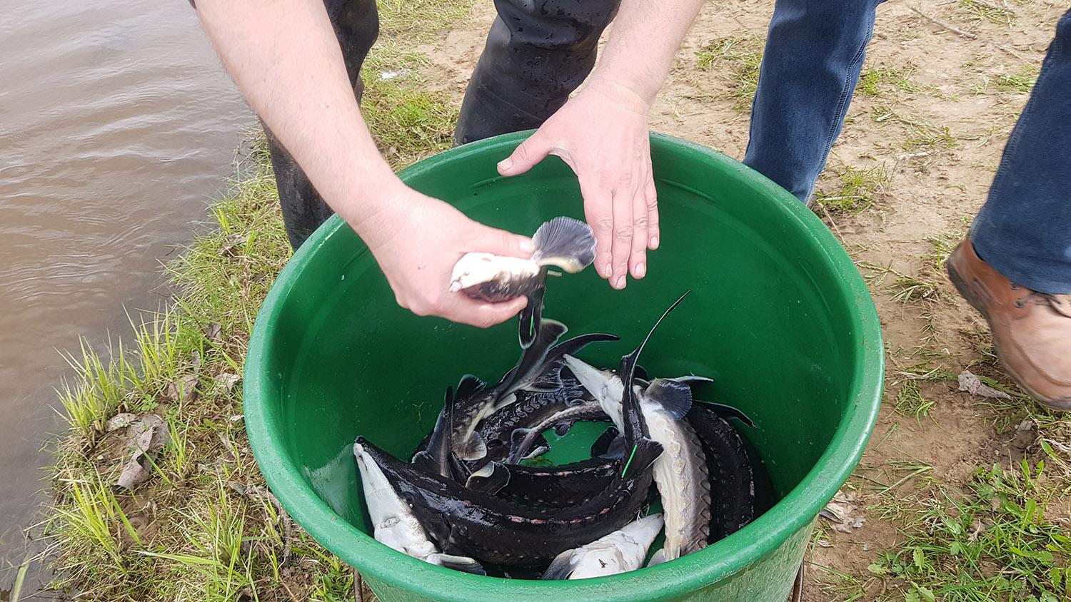 Į Šventają išleista 200 aštriašnipių eršketų / Aštriašnipiai eršketai gyvena jūroje netoli kranto