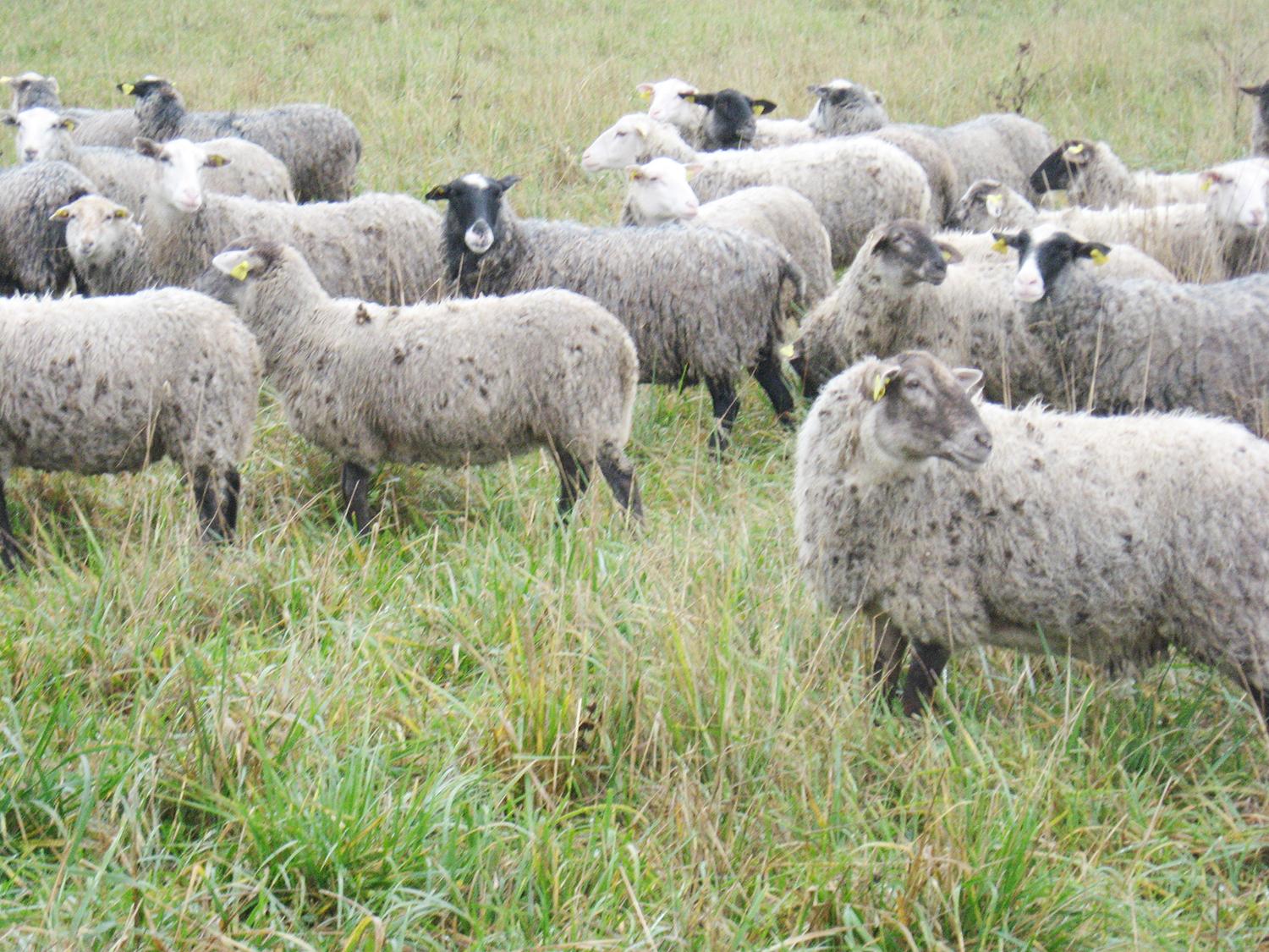 Į ūkinių gyvūnų medžioklę jau traukia vilkai /