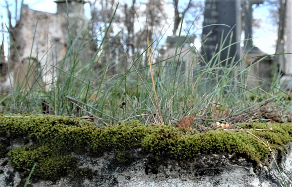 Ieško neprižiūrimo kapo šeimininkų /