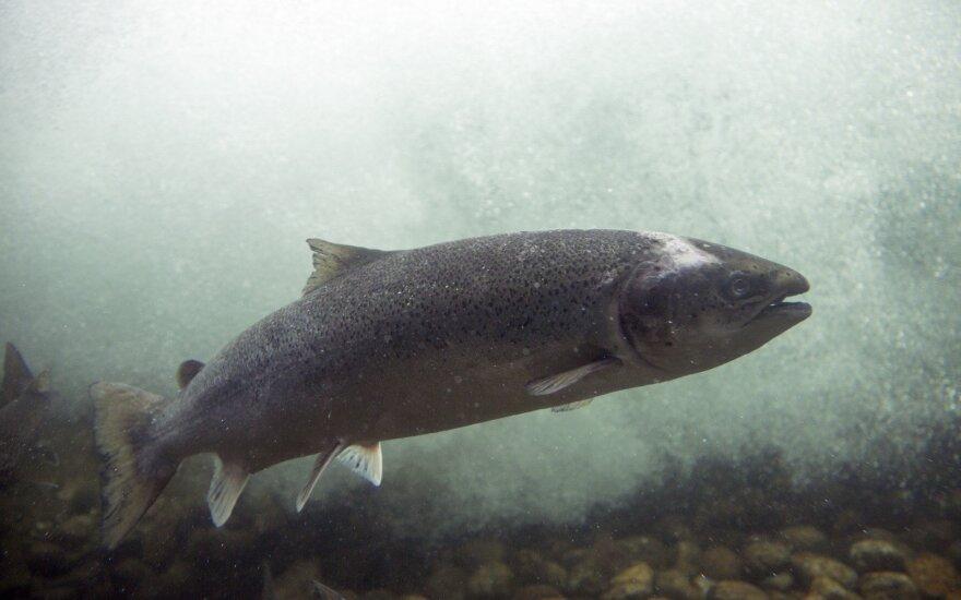 Įkliuvo lašišas žvejoję pažeidėjai /