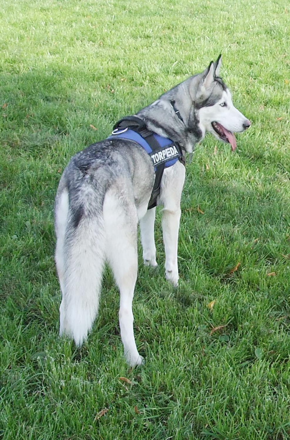 Įrengs aikštelę augintiniams /