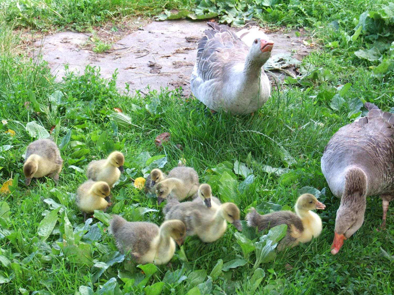 Iš rinkos surenkama užkrėsta paukštiena / Gedimino Nemunaičio nuotr.