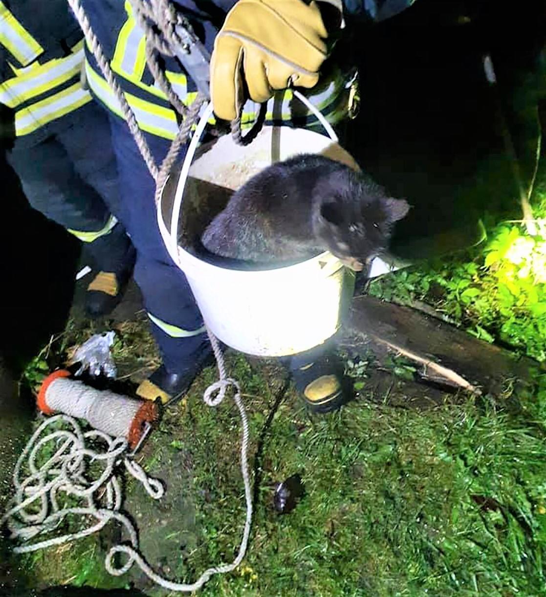 Išgelbėtas į šulinį įkritęs katinėlis / Ukmergės PGT nuotr.