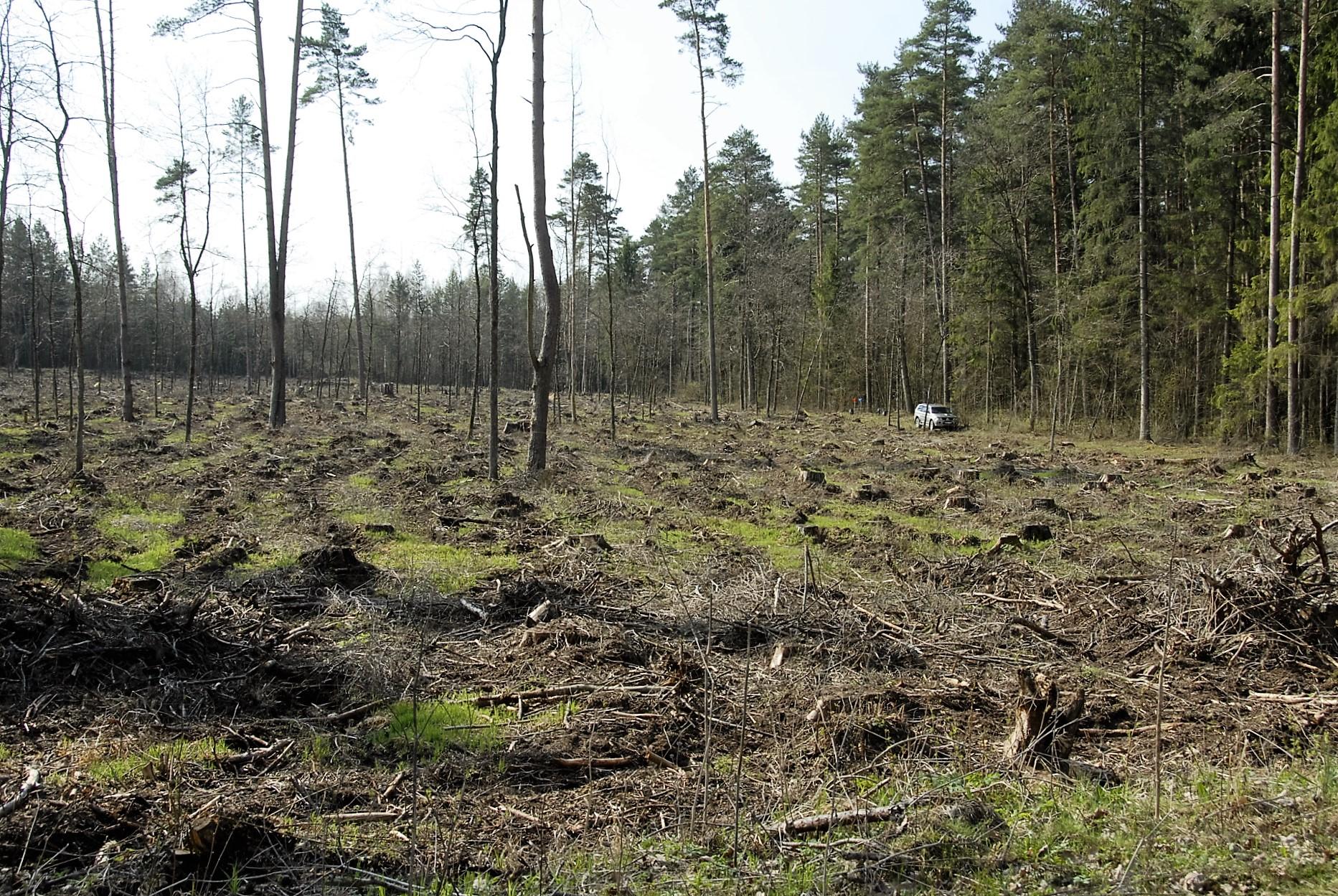Įsibėgėjo miškų sodinimo darbai /