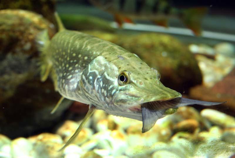 Įsigalioja draudimas žvejoti lydekas /