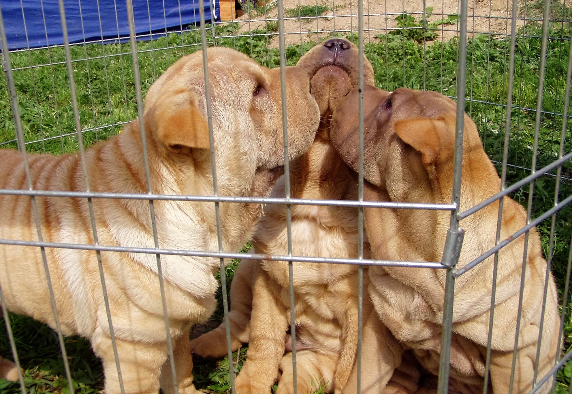 Įsigaliojo nauja Gyvūnų laikymo savivaldybių teritorijose tvarka /