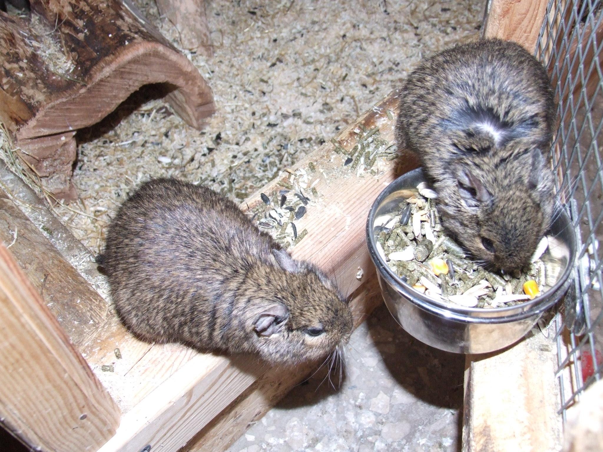 Įvardytos leidžiamų nelaisvėje laikyti žinduolių rūšys /