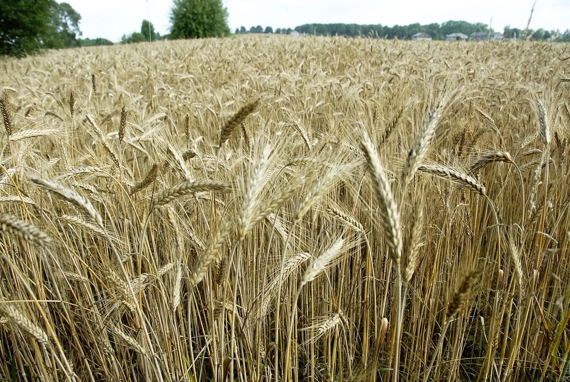Javapjūtės derliui teko „stovėti“ eilėse /