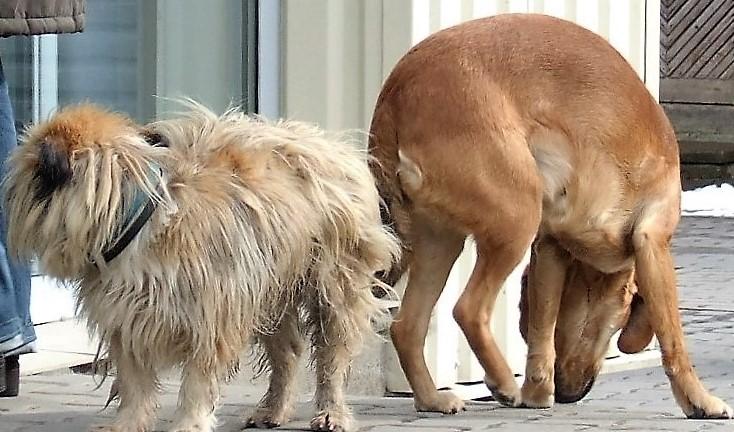 Jei ramybę drumsčia šunys /