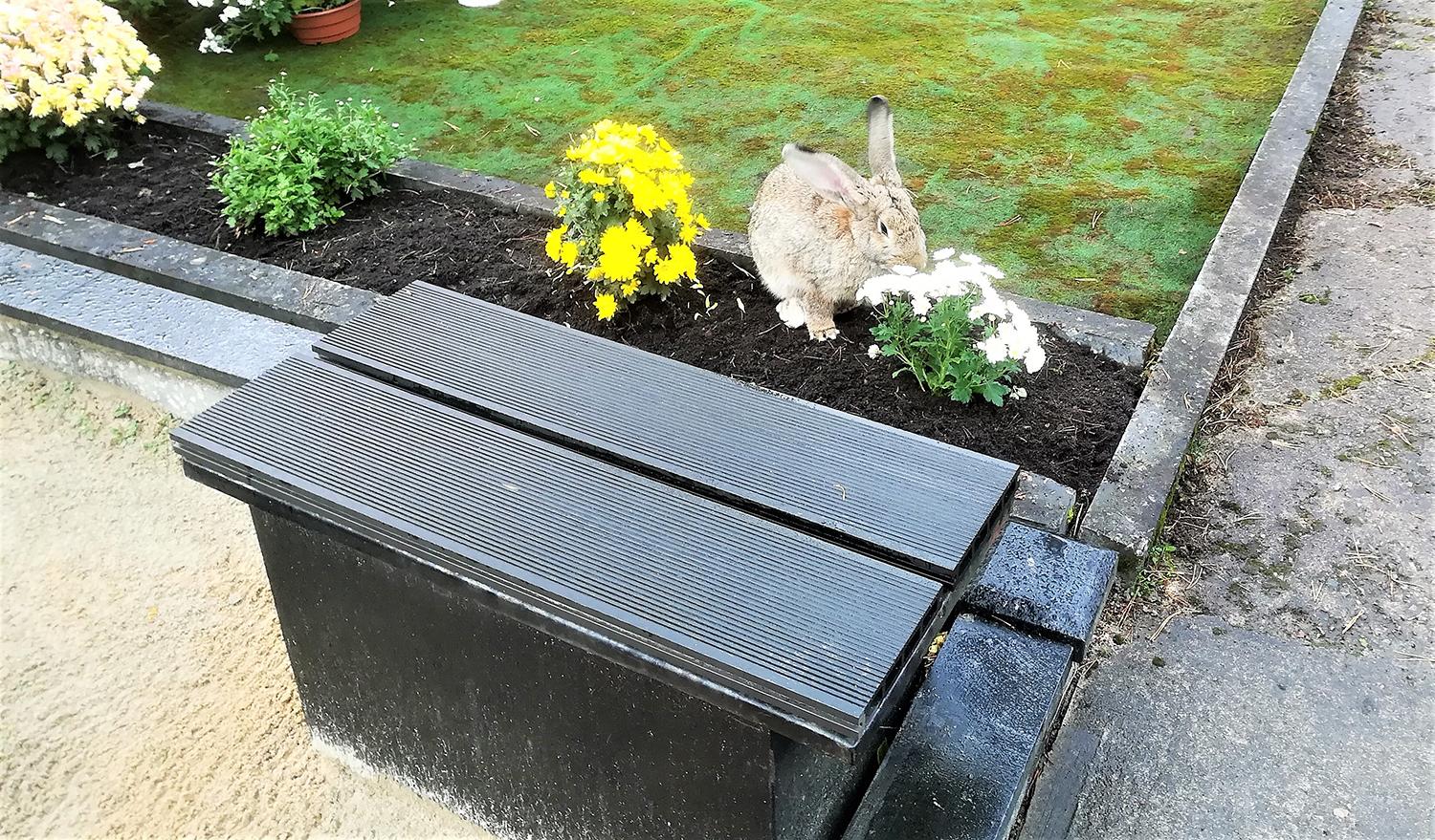 Kapinėse – neįprasti lankytojai / Įsitaisęs tarp chrizantemų...  Nerutės Karitonienės nuotr.