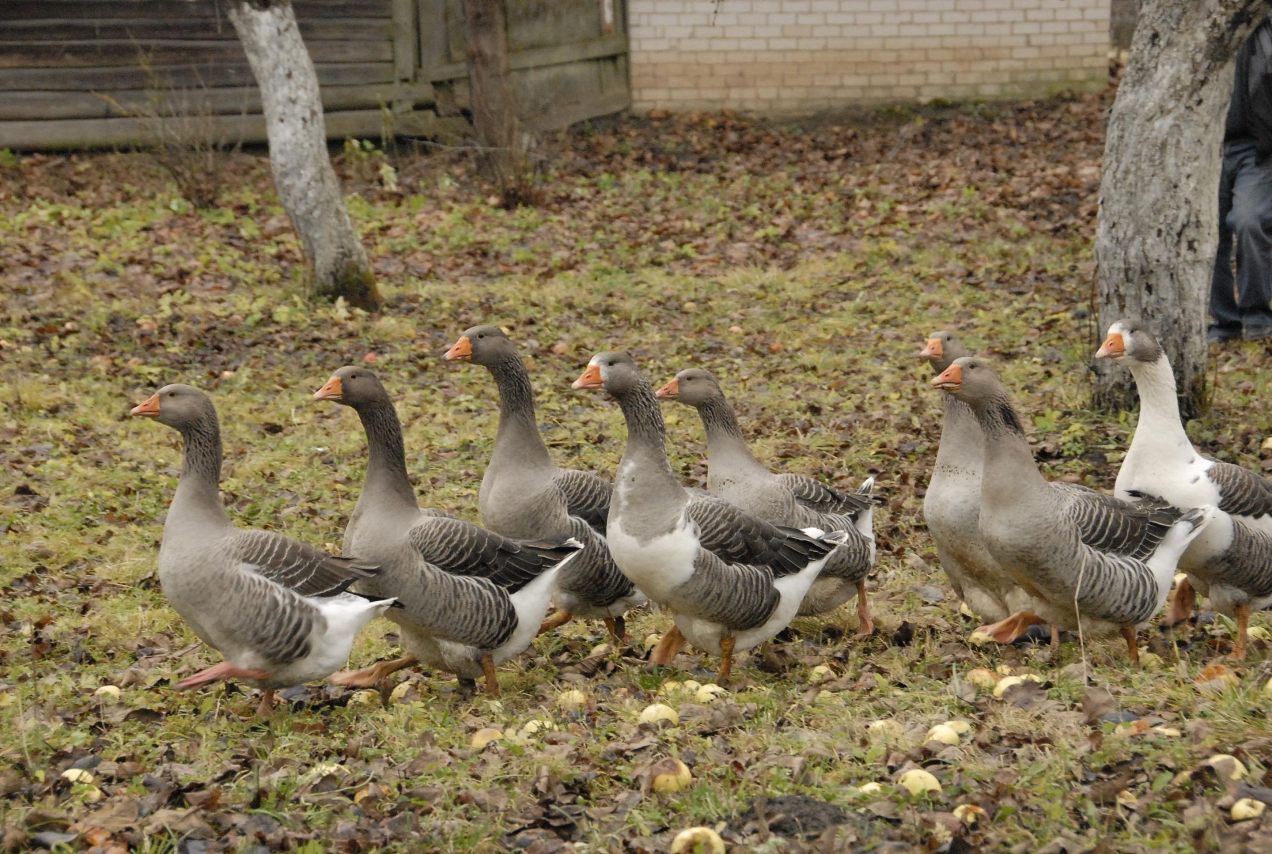 Karantinas – ir naminiams paukščiams /