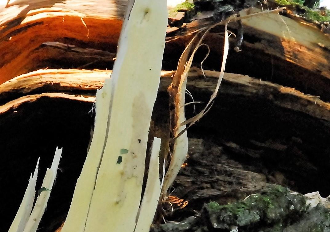 Kelią užtvėrė medis /