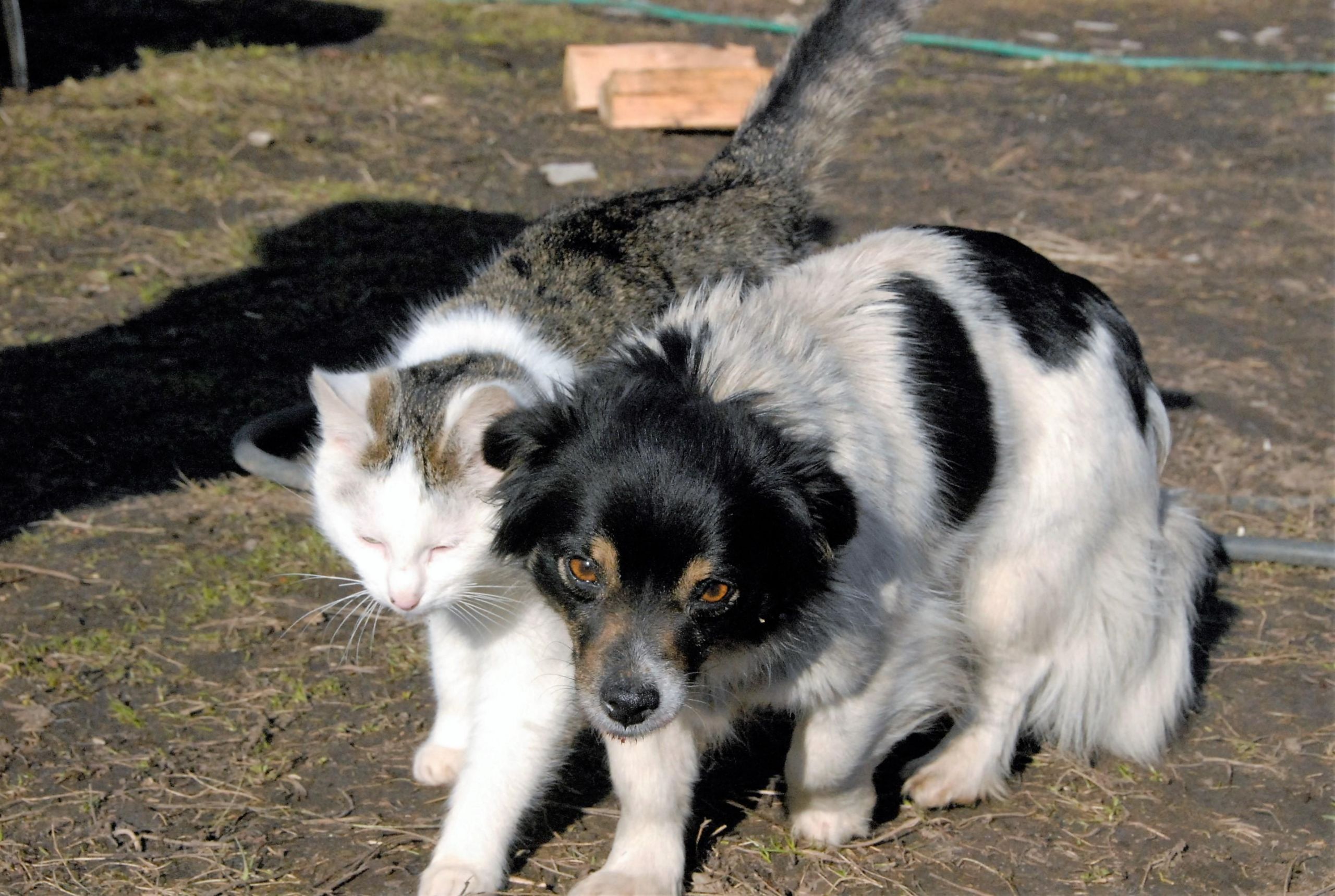 „Klajūnas“ beglobių gyvūnų nebepriims /