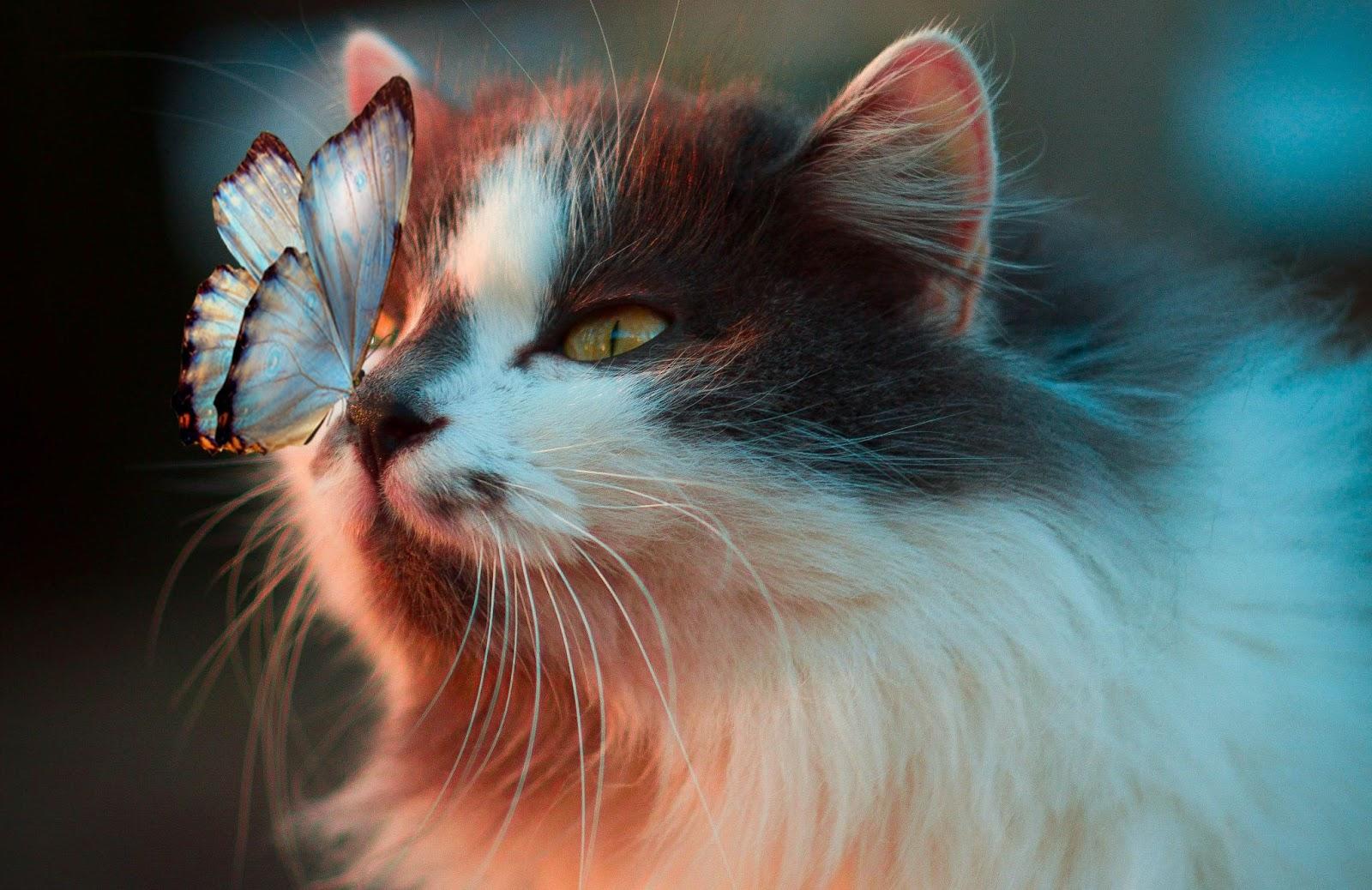 Kodėl maistą katei pirkti internetu – geras sprendimas? /