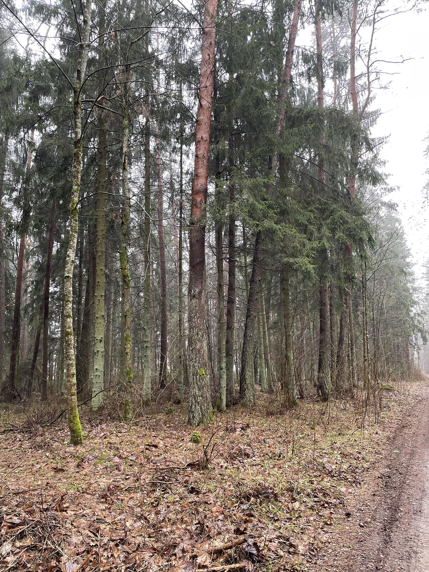 Kokia ateitis laukia mūsų eglynų? / Miškus puola kenkėjai.