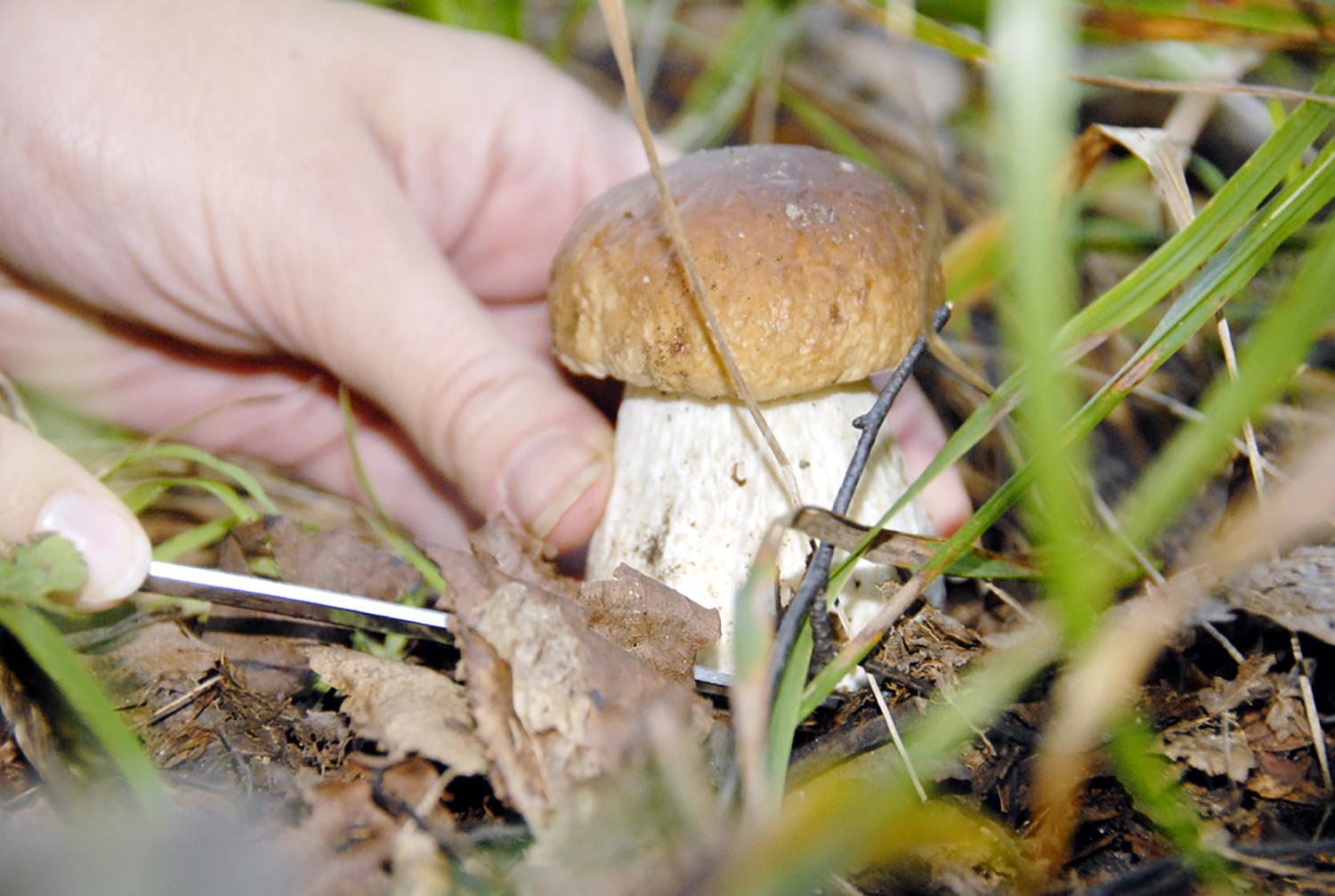 Kokių patarimų grybautojams duoda policija? /