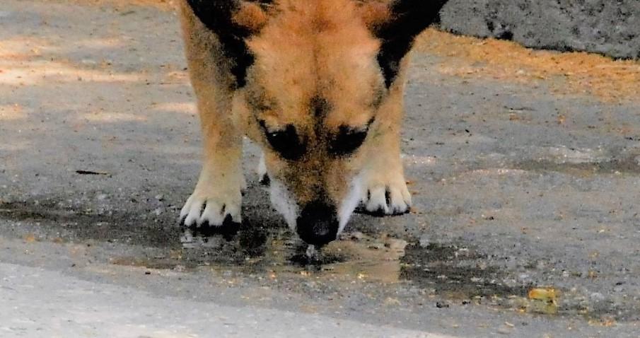 Krekšliuose baugina palaidas šuo /