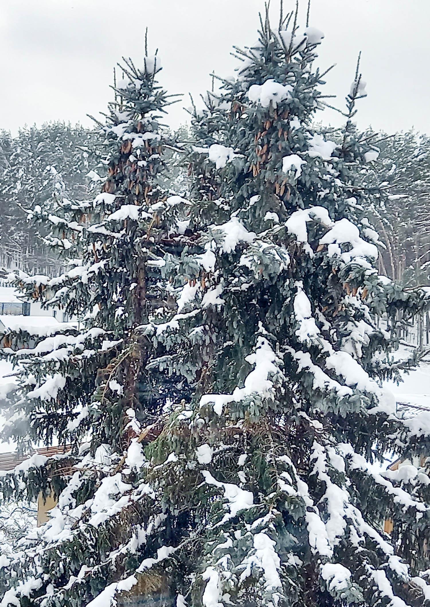Kur keliauja miškininkų surinkti kankorėžiai / Šiemet eglių sėklos neužderėjo.