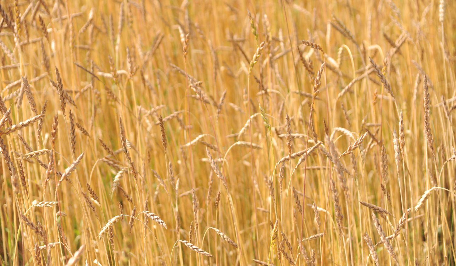 Kviečiai – kuo jie įdomūs? /