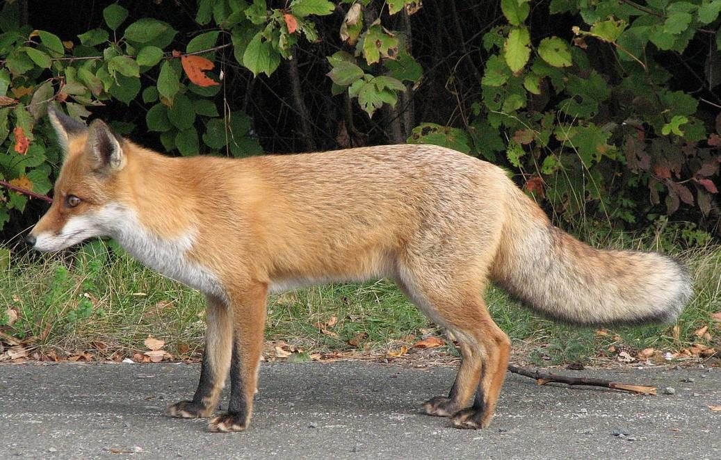 Lapės pjauna vištas