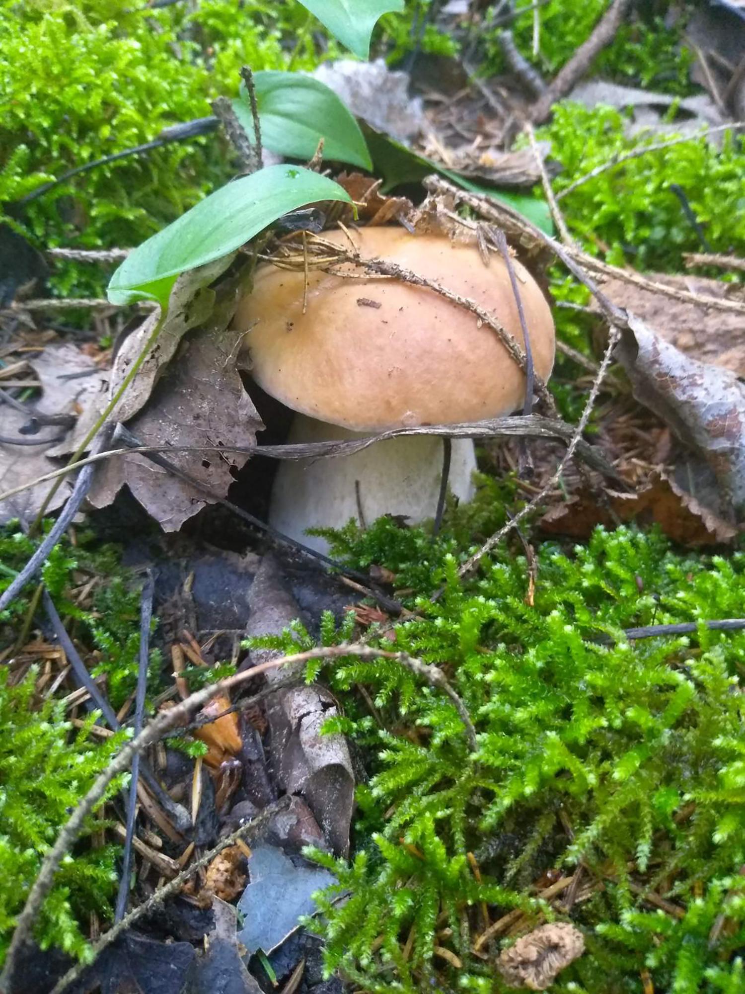 Lapkritį pasipylė baravykai / Šešuolių girioje pasipylė tikriniai baravykai. Vidmanto Vaskelos nuotr..