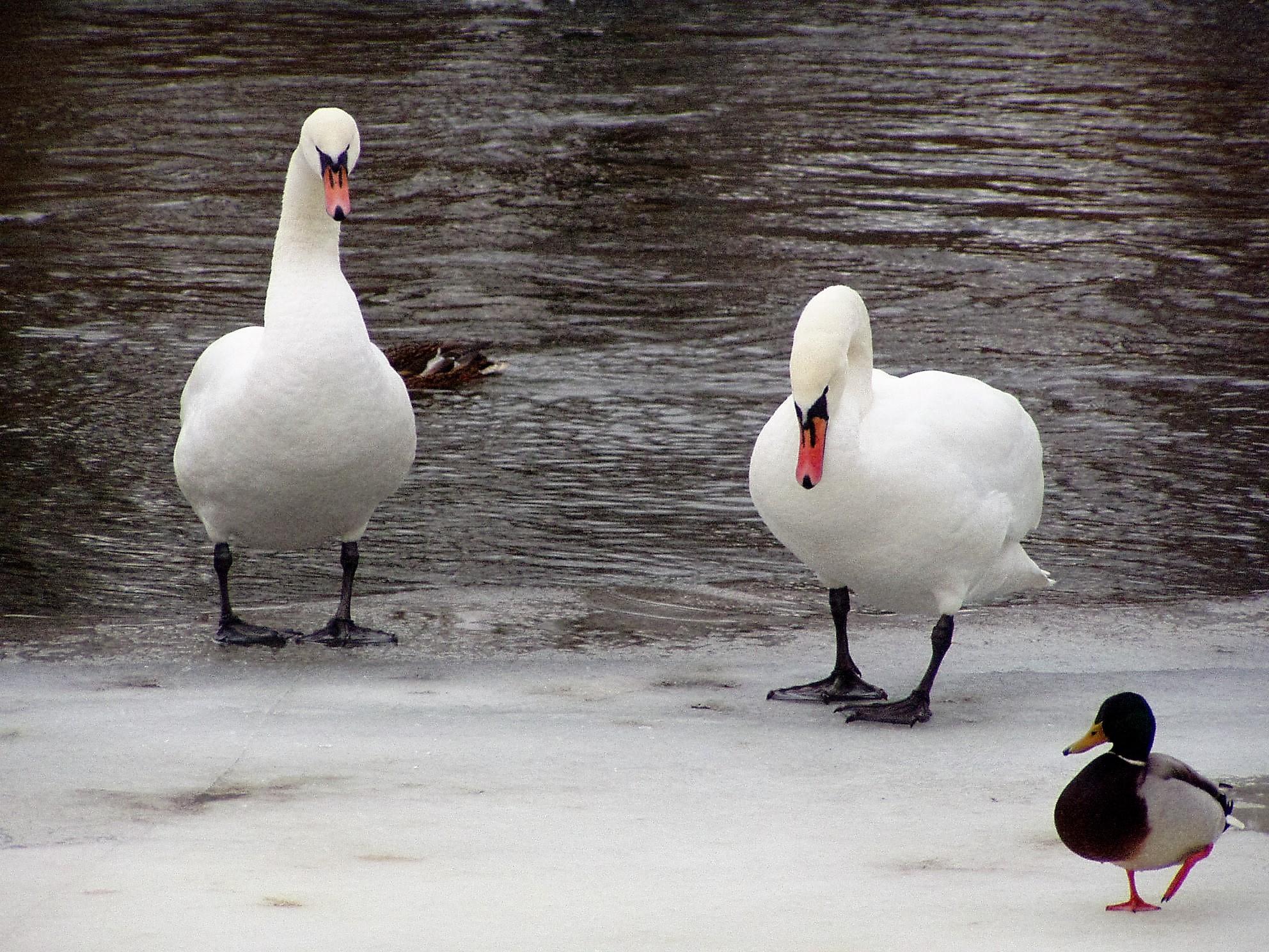 Latvijoje nustatytas paukščių gripo virusas /