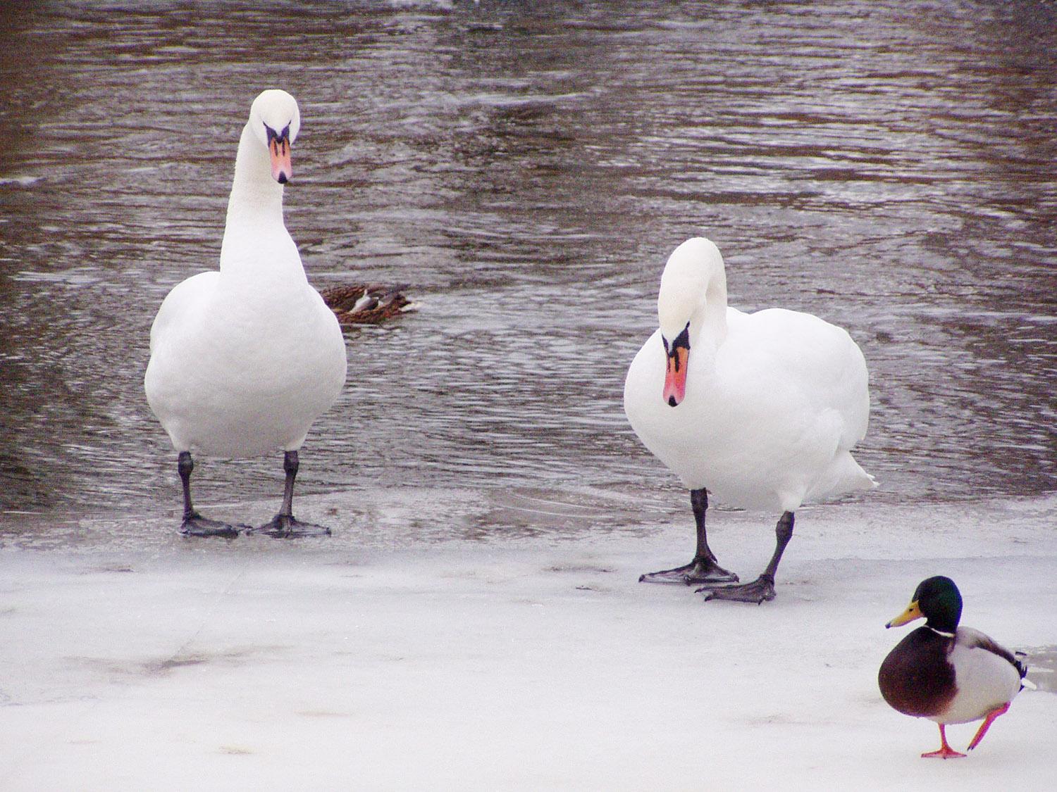 Laukiniais gyvūnais pasirūpinsite jų nešerdami / Kad paukščiai išskristų žiemoti į šiltuosius kraštus
