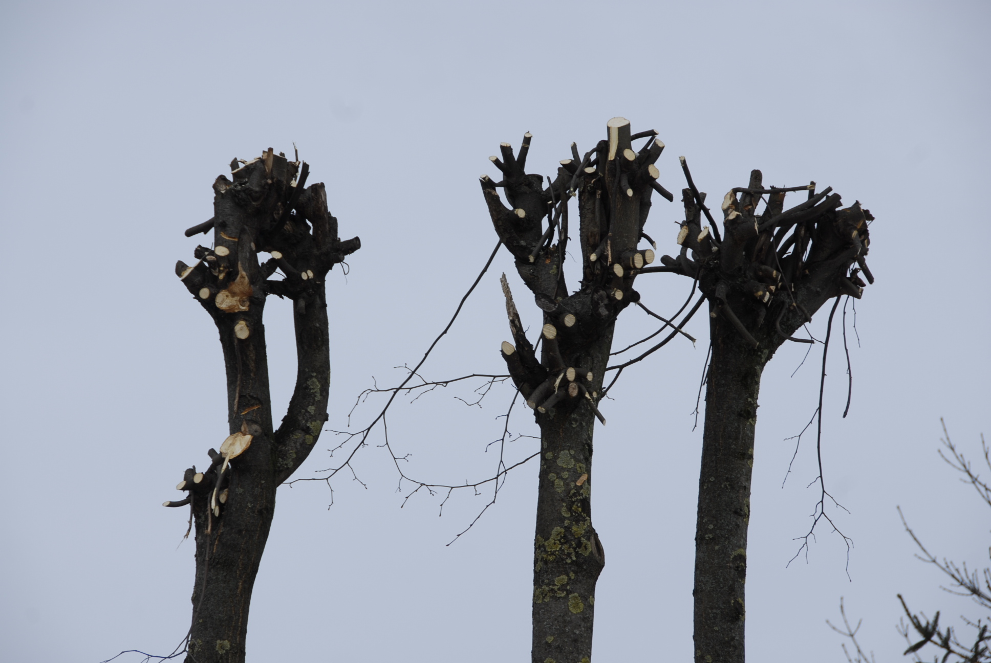 o antradienį užlyginti jų kelmai.  Gedimino Nemunaičio nuotr.