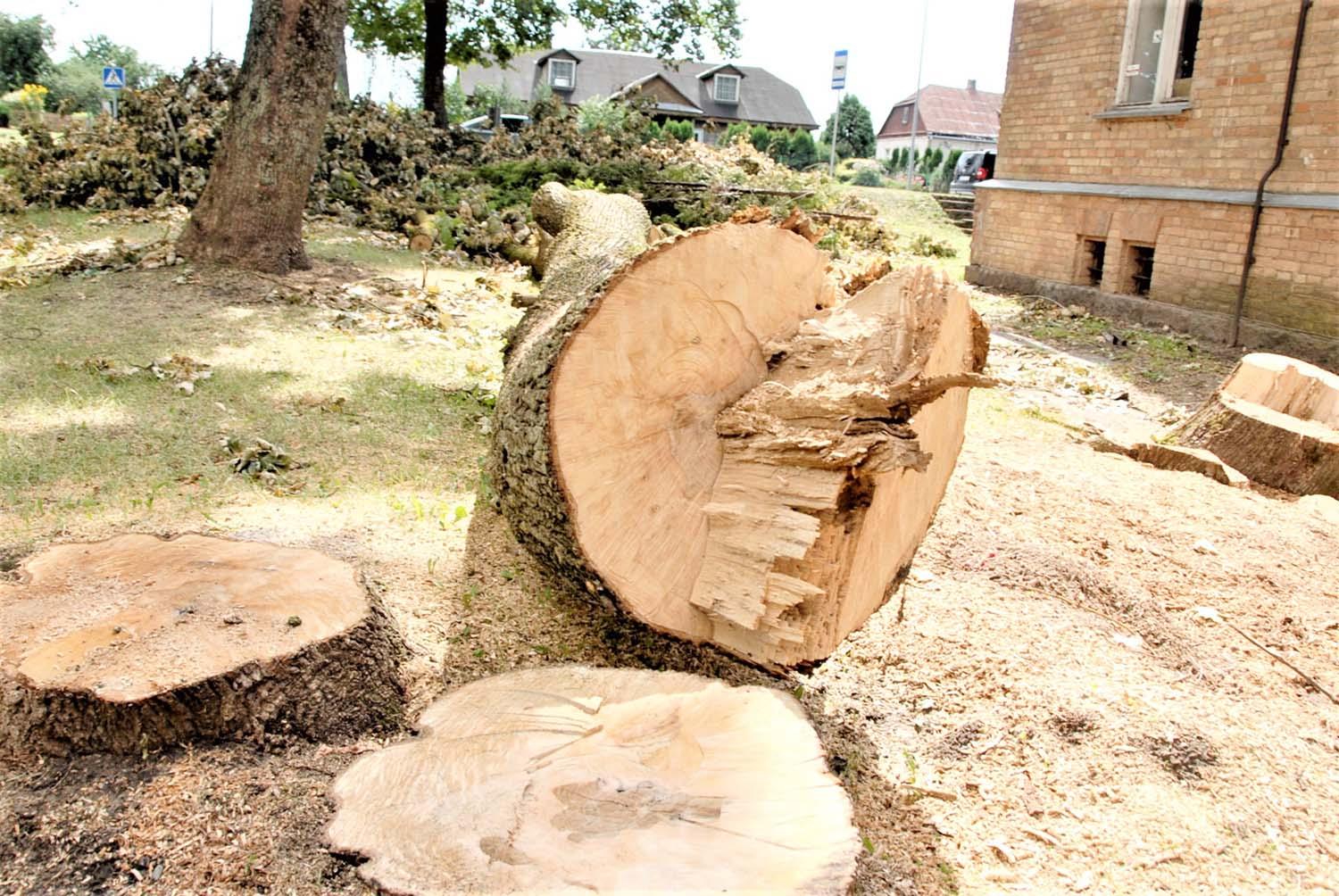 Medžius nupjovė be leidimo / Ar medžiai nupjauti teisėtai?  Gedimino Nemunaičio nuotr.