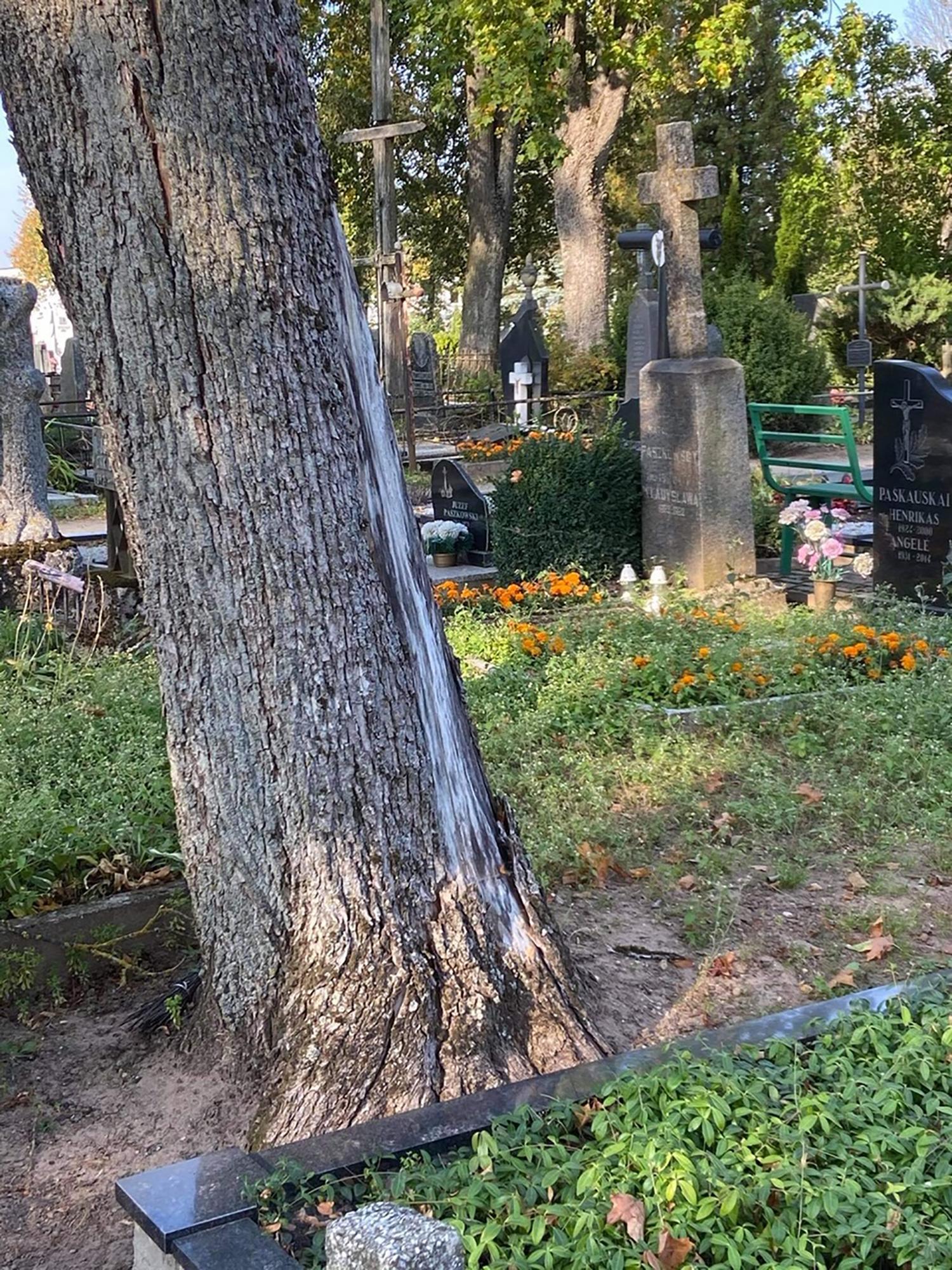 Medžius žada pjauti tik žiemą / Specialiai sudarytos komisijos nariai apžiūri ir įvertina