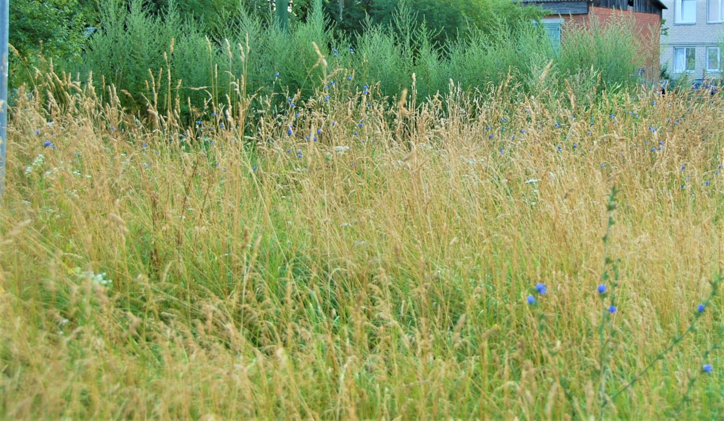 Mieste akis bado nešienauta žolė /