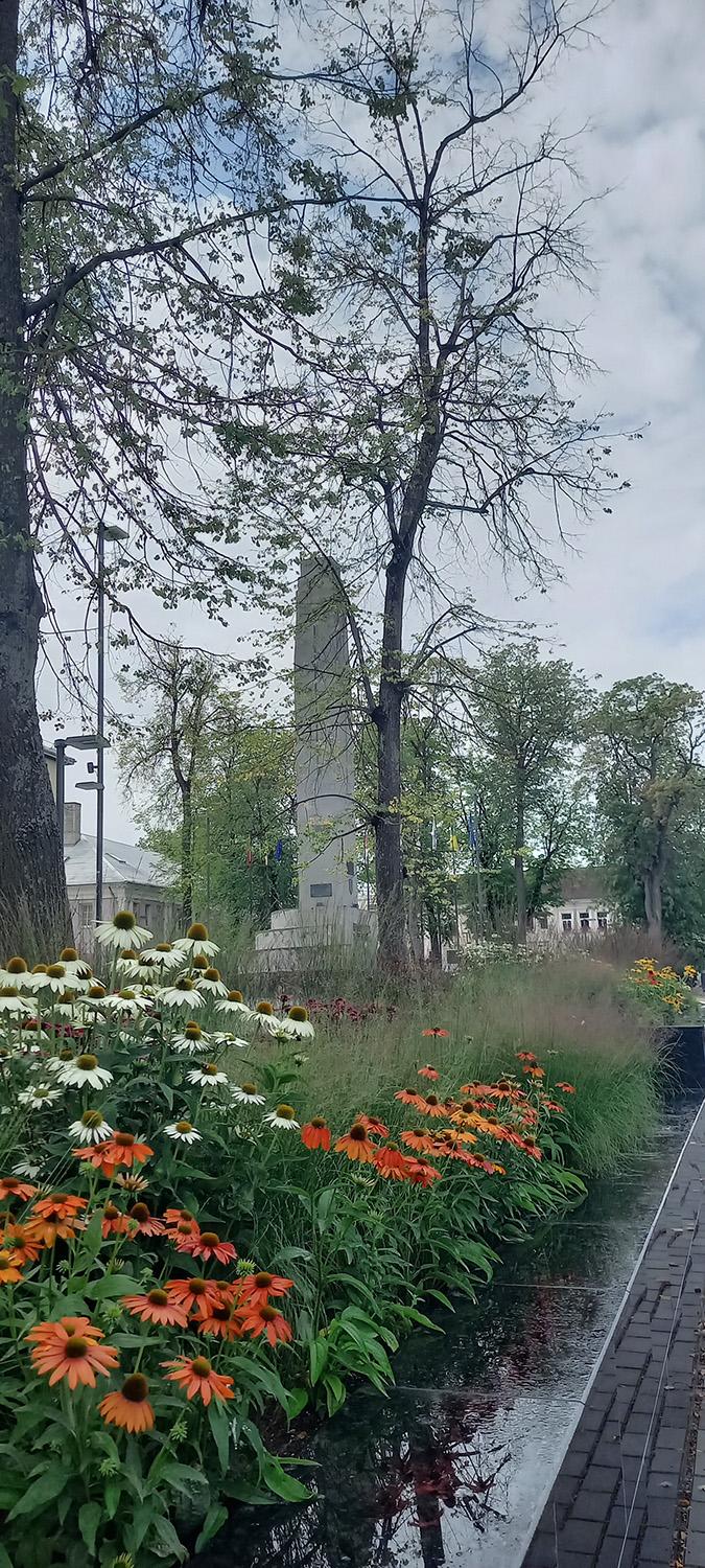Miesto centre augančias liepas galėjo pažeisti sausra / Gedimino Nemunaičio nuotr. Ukmergės centre – liūdnai atrodančios liepos.