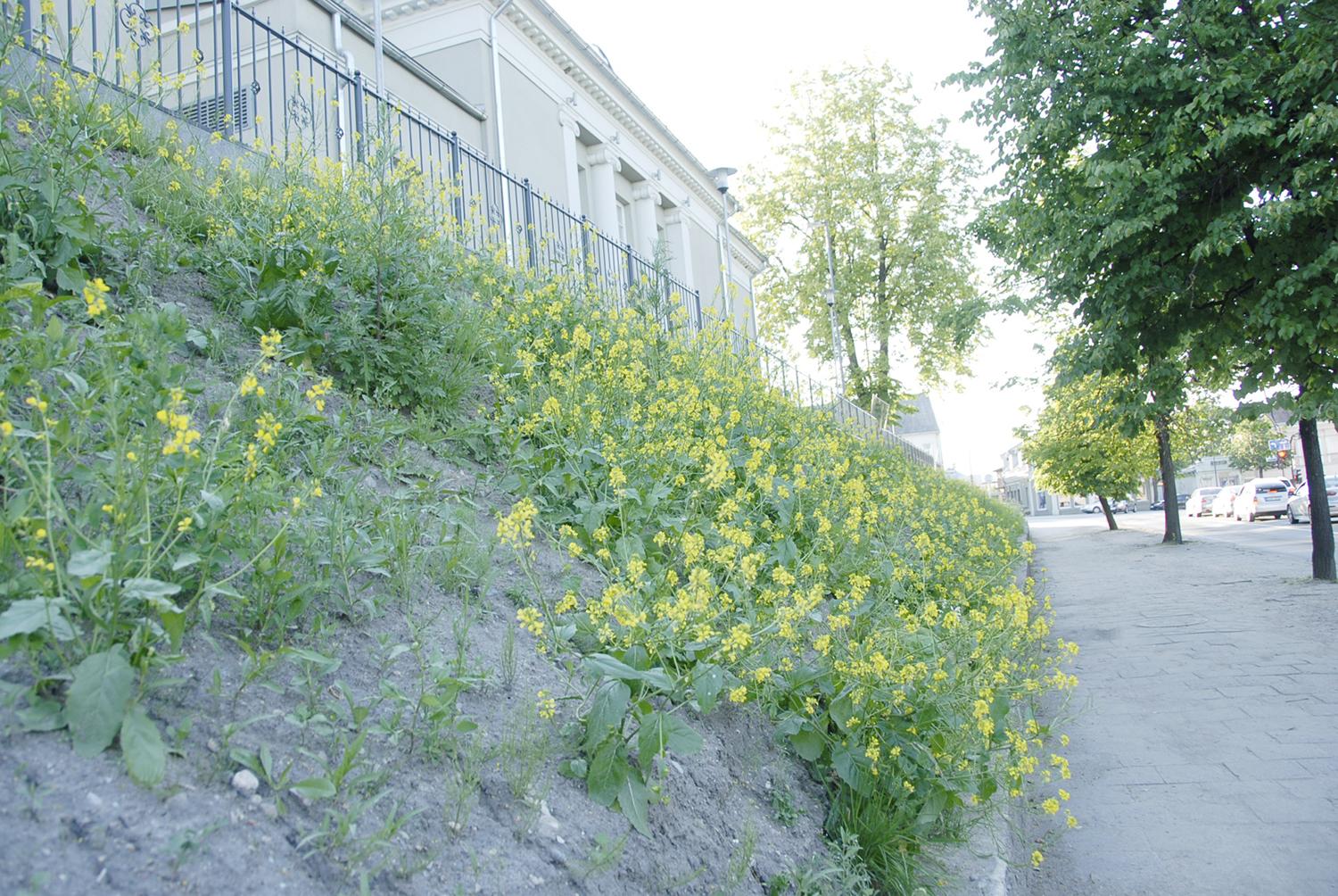 Miesto centre žydi svėrės /