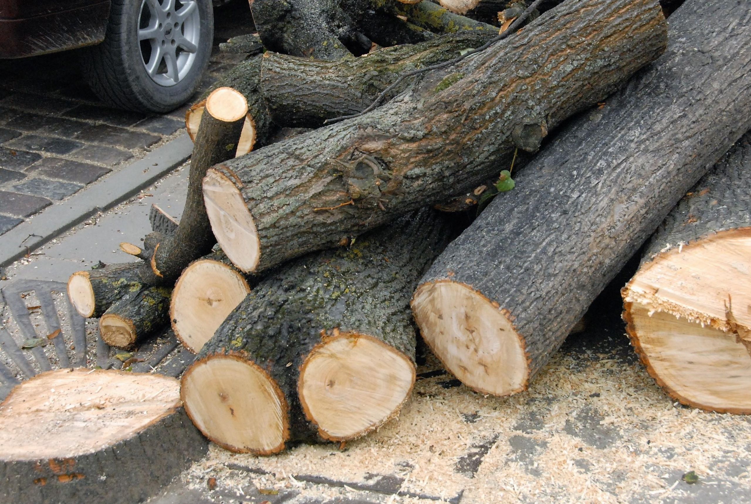 Ministerija perspėja dėl kertamų medžių /