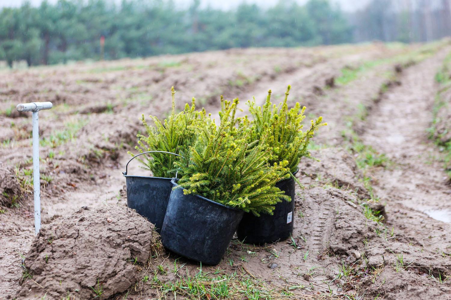 Mišką sodino ir talkininkai /